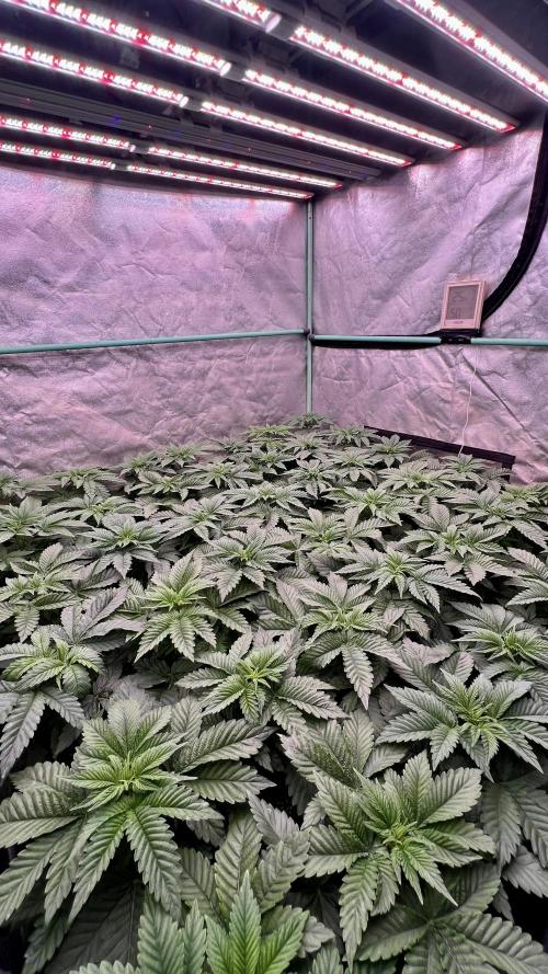 Gorilla Runtz. Week 3