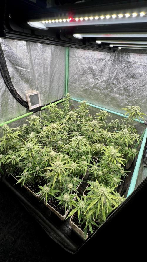 Strawberry Banana. Week 5