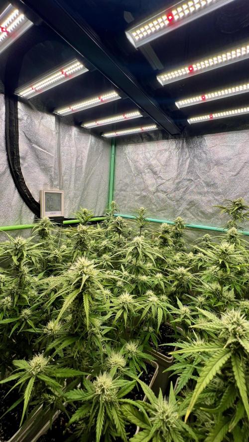 Strawberry Banana. Week 5