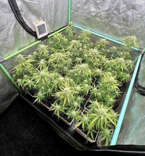 Strawberry Banana. Week 5
