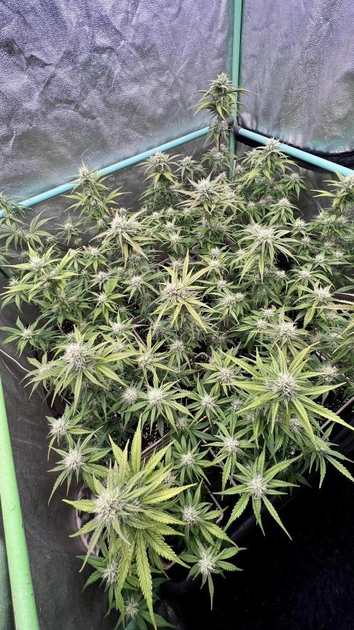 Strawberry Banana. Week 5