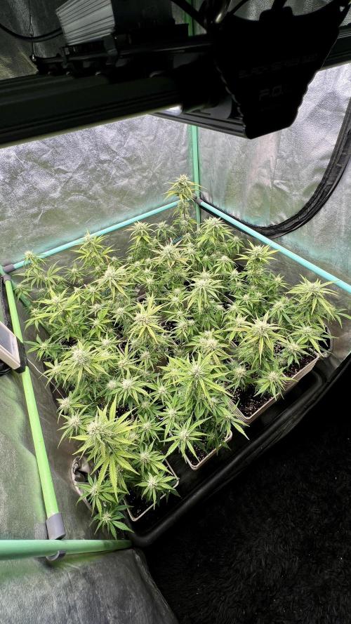Strawberry Banana. Week 5
