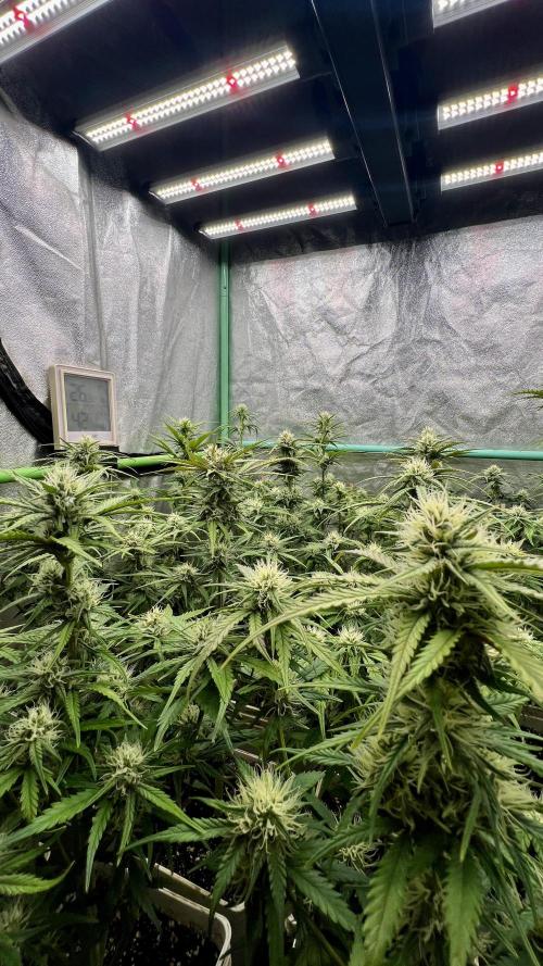 Strawberry Banana. Week 5