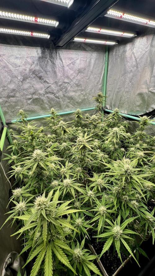 Strawberry Banana. Week 5