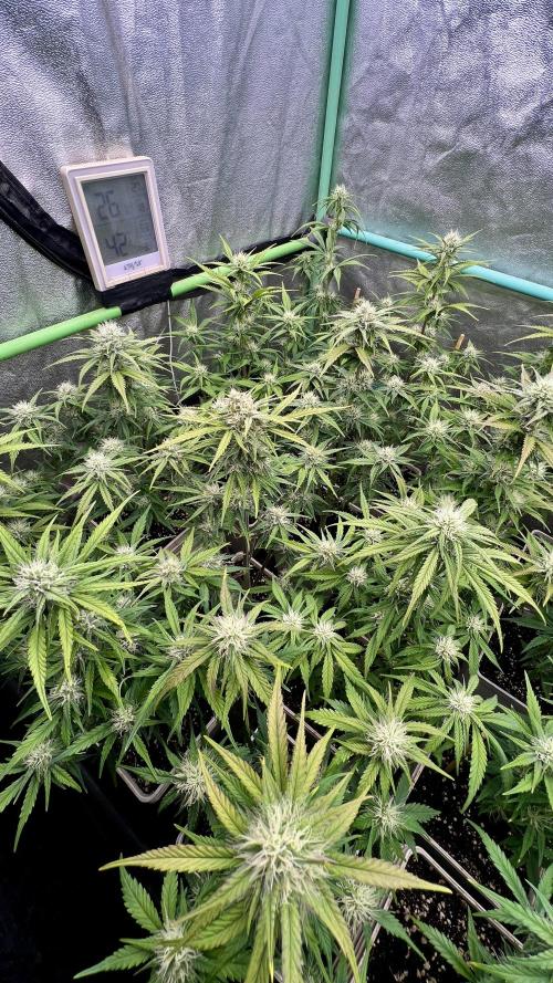 Strawberry Banana. Week 5