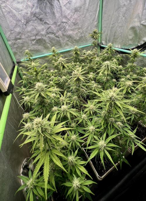 Strawberry Banana. Week 5