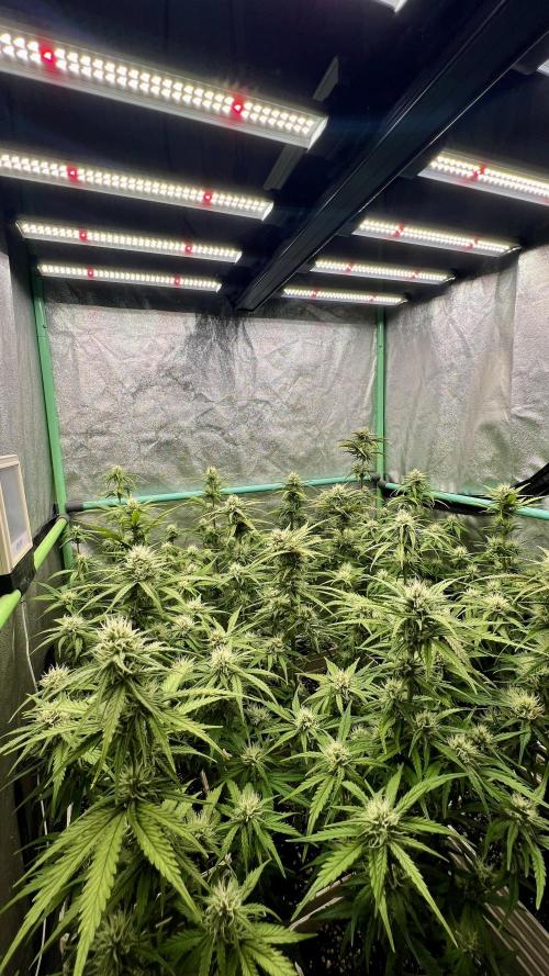 Strawberry Banana. Week 5