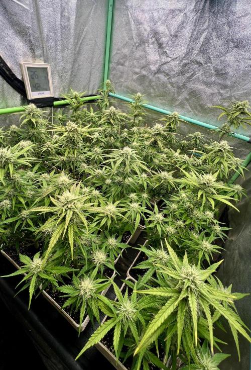 Strawberry Banana. Week 5