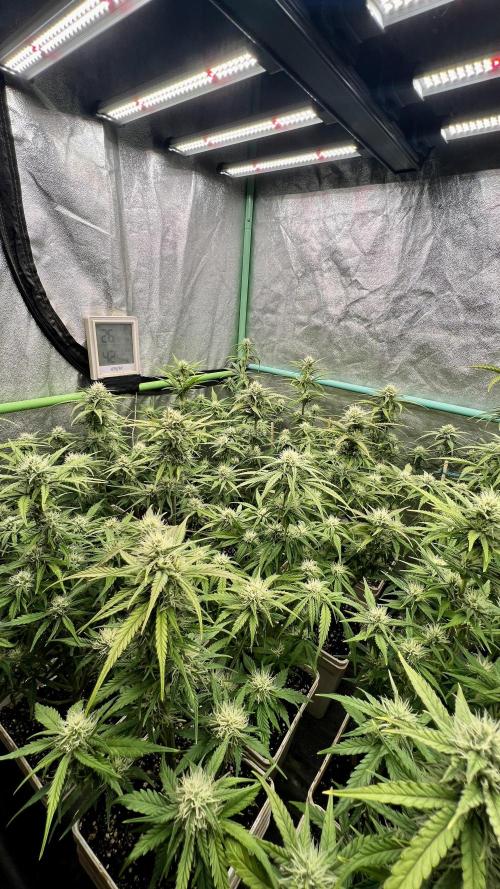 Strawberry Banana. Week 5