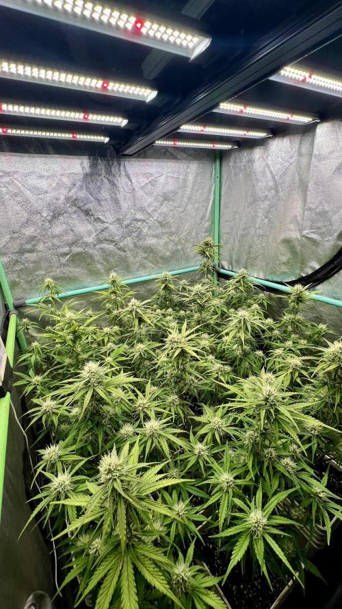 Strawberry Banana Auto. Week 5