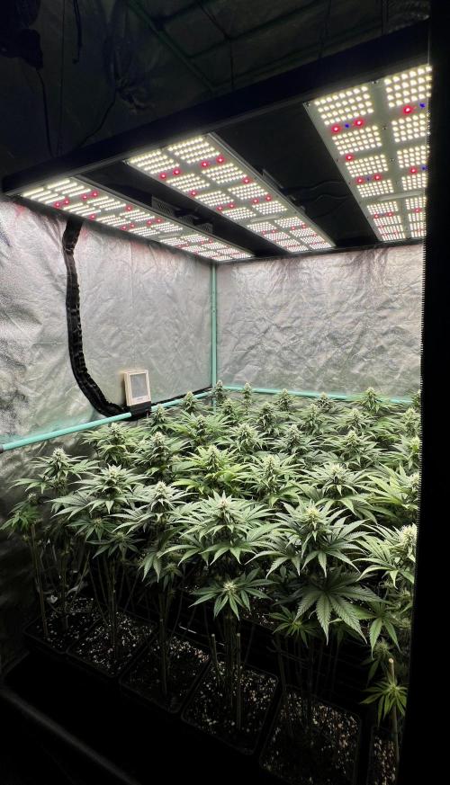 Apple Fritter. Week 8