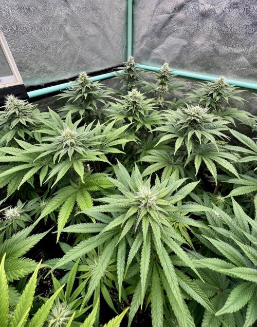 Apple Fritter. Week 8