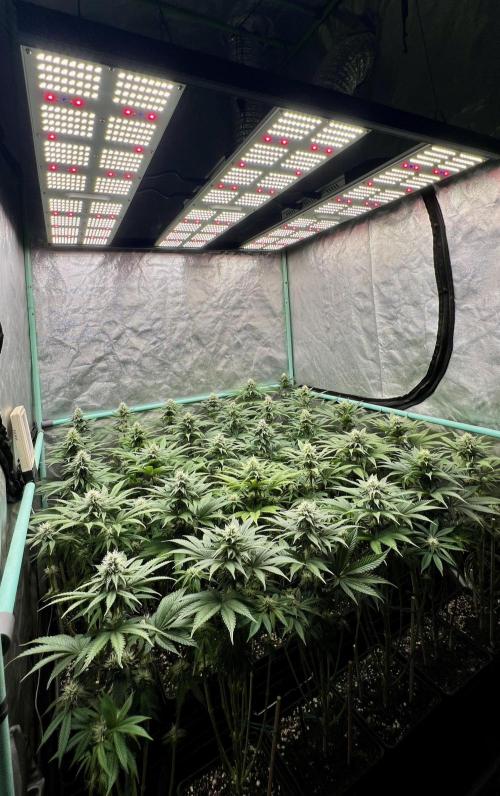 Apple Fritter. Week 8