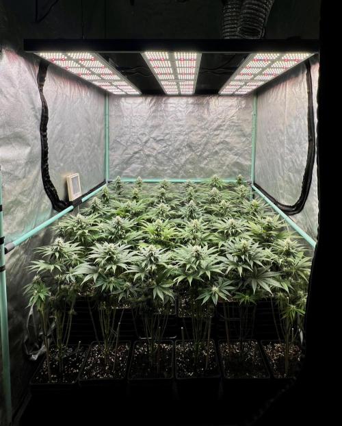 Apple Fritter. Week 8