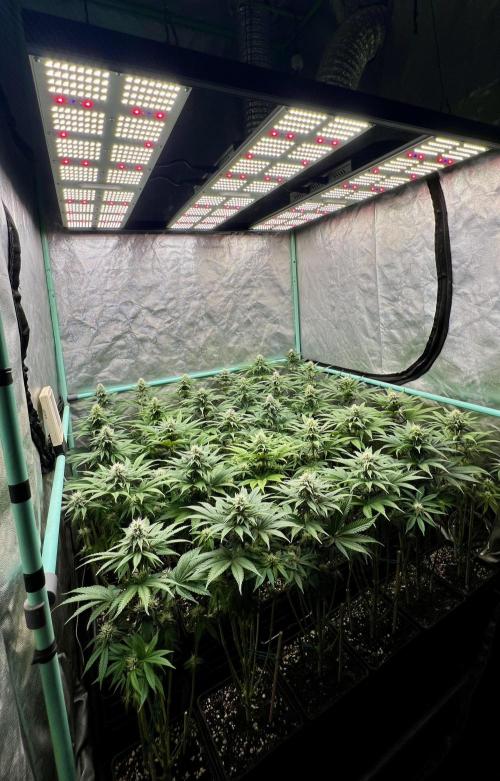 Apple Fritter. Week 8