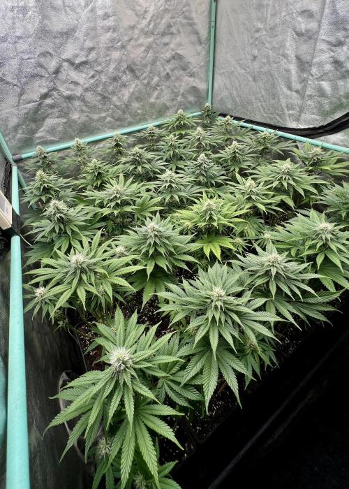 Apple Fritter. Week 8