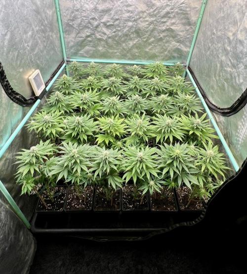 Apple Fritter. Week 8