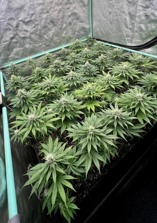 Apple Fritter. Week 8
