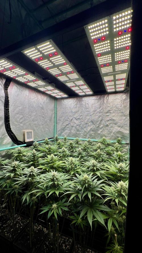 Apple Fritter. Week 8