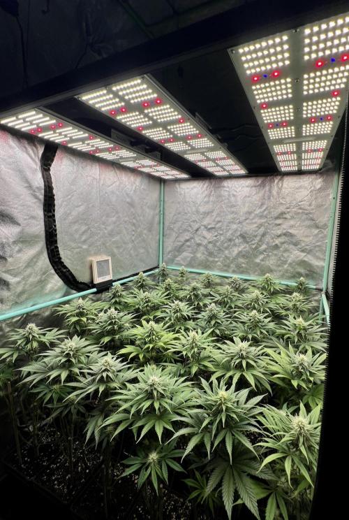 Apple Fritter. Week 8