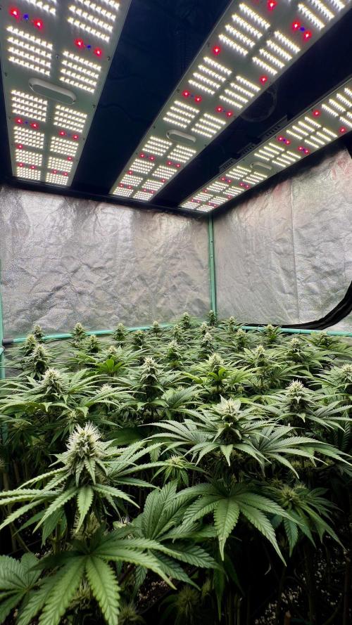 Apple Fritter. Week 8