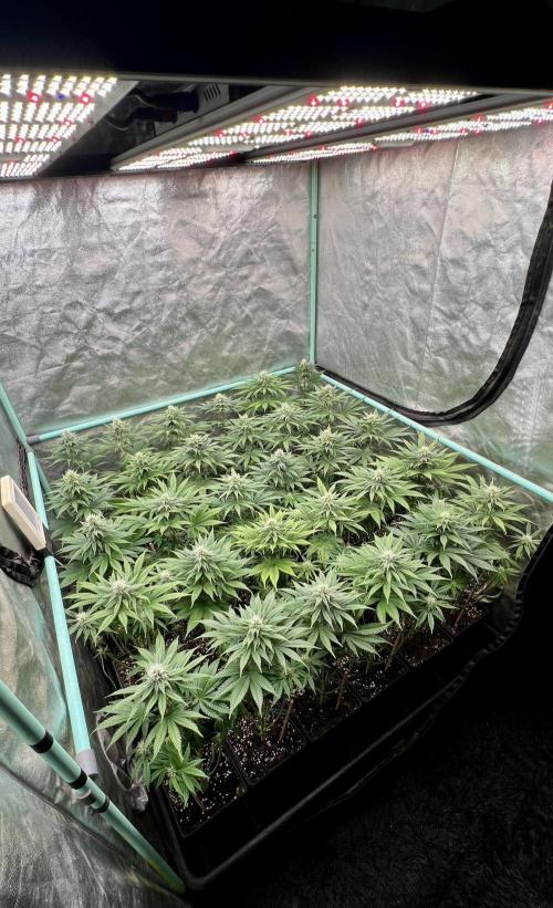 Apple Fritter. Week 8