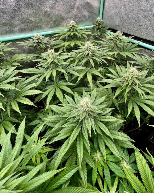 Apple Fritter. Week 8