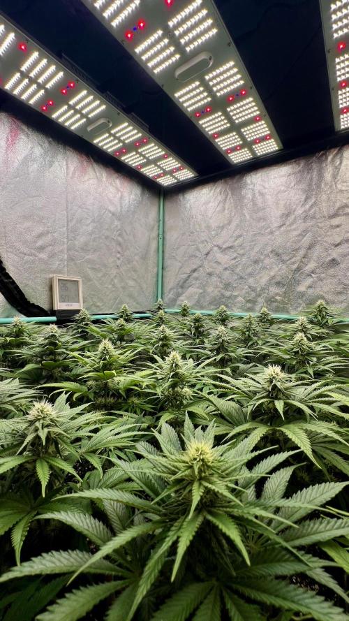 Apple Fritter. Week 8