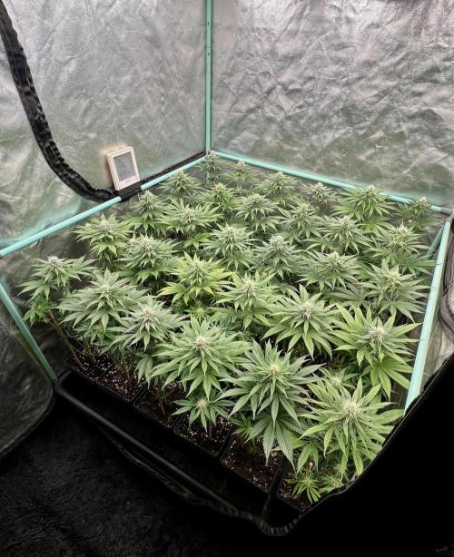 Apple Fritter. Week 8
