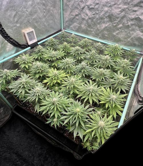 Apple Fritter. Week 8