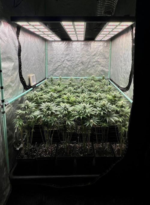 Apple Fritter. Week 8