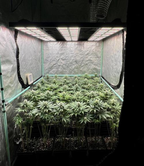 Apple Fritter. Week 8