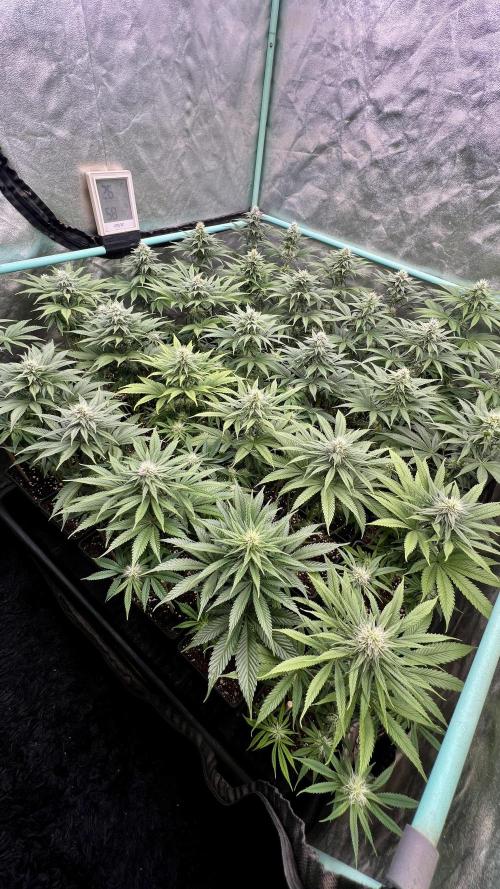 Apple Fritter. Week 8