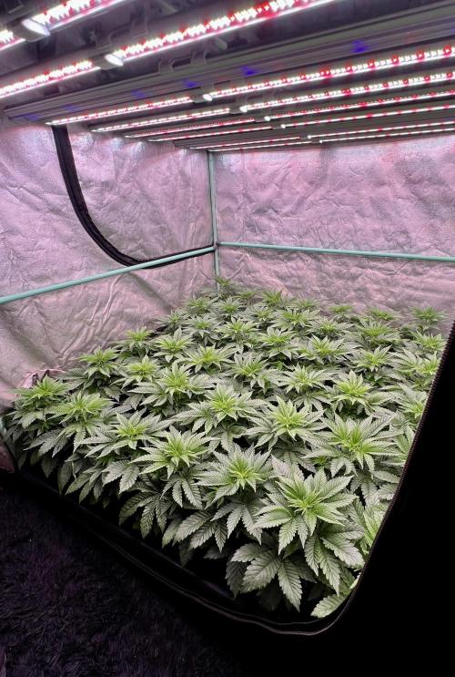 Gorilla Runtz. Week 4