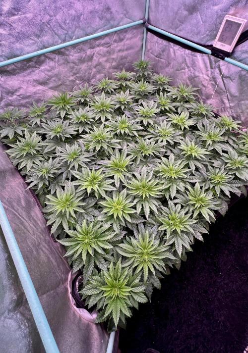 Gorilla Runtz. Week 4