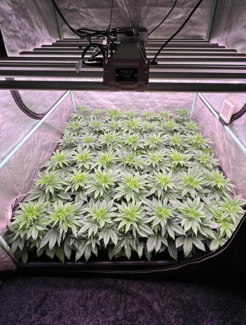 Gorilla Runtz. Week 4