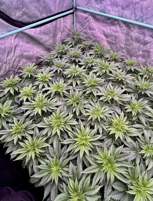 Gorilla Runtz. Week 4
