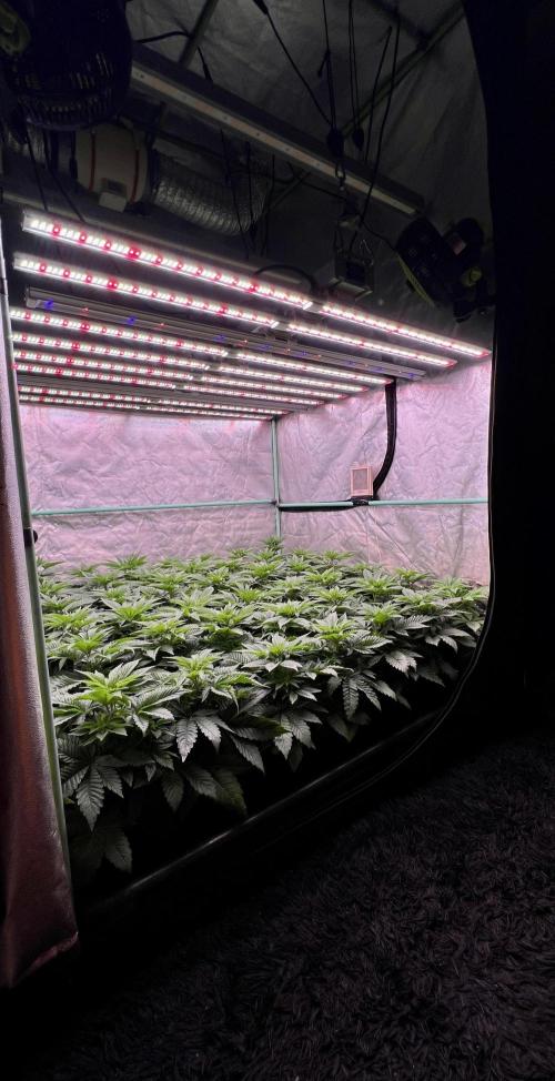 Gorilla Runtz. Week 4