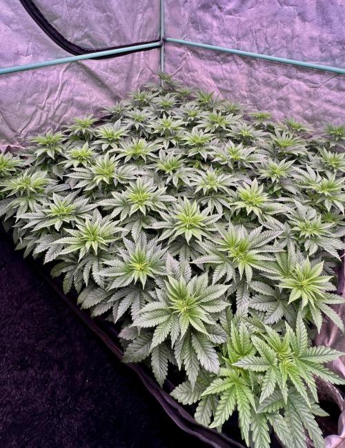 Gorilla Runtz. Week 4
