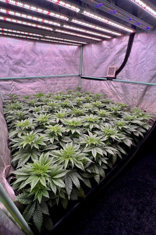 Gorilla Runtz. Week 4