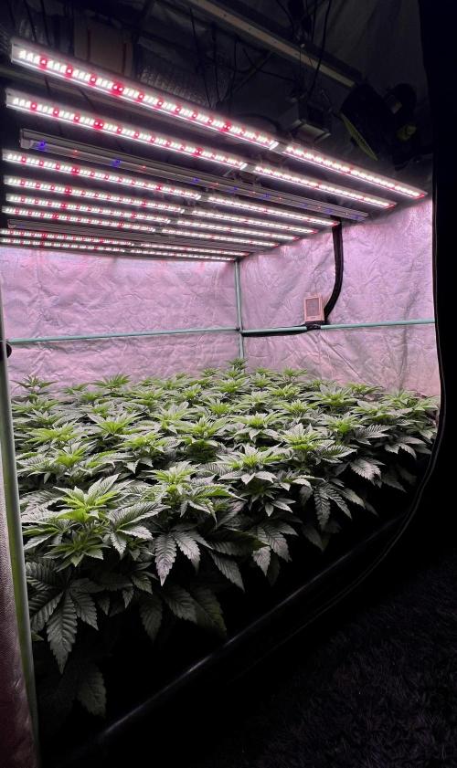Gorilla Runtz. Week 4