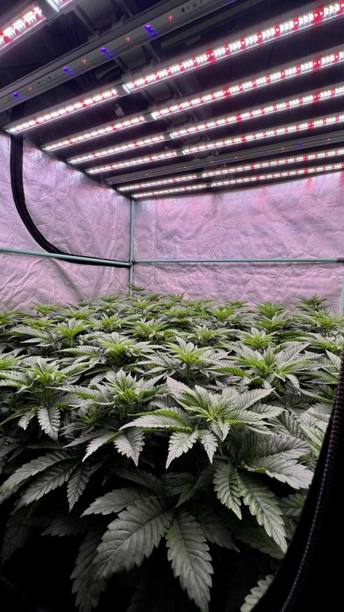 Gorilla Runtz. Week 4
