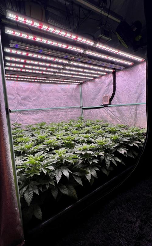Gorilla Runtz. Week 4