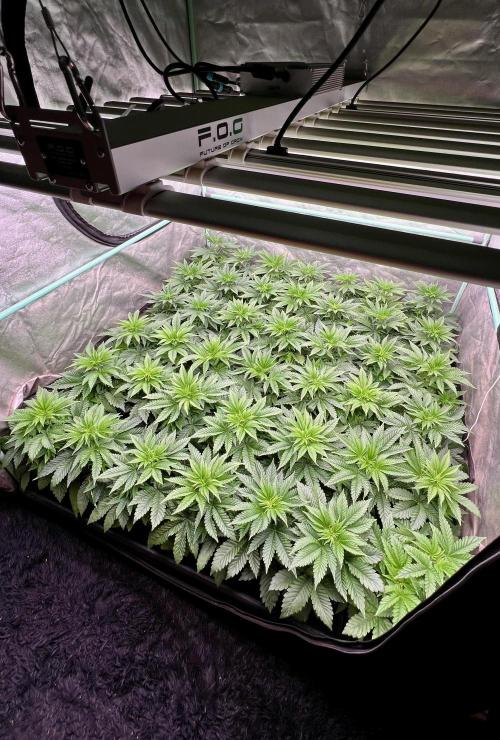 Gorilla Runtz. Week 4