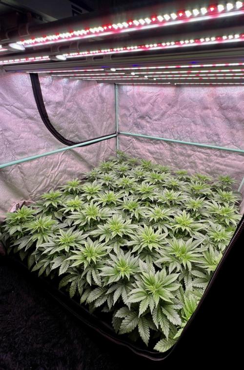 Gorilla Runtz. Week 4