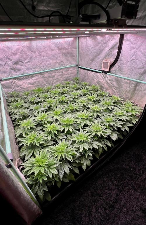 Gorilla Runtz. Week 4