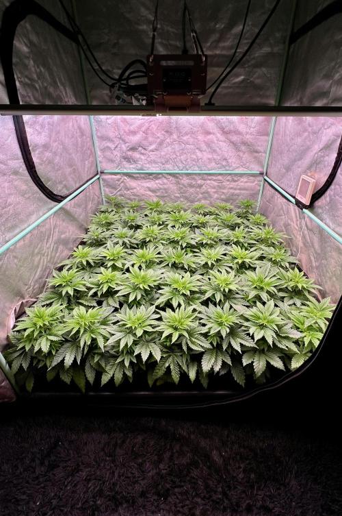 Gorilla Runtz. Week 4