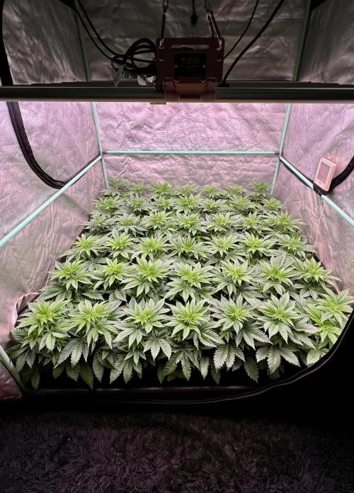 Gorilla Runtz. Week 4