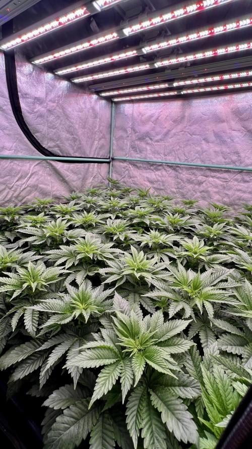 Gorilla Runtz. Week 4