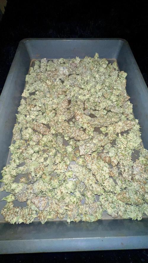 Green Crack. Week 10